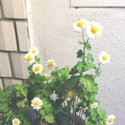 风衣车神游戏下载